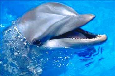 dauphin